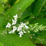 Lemon Verbena-Verbena Officinalis �f�c���@�������S